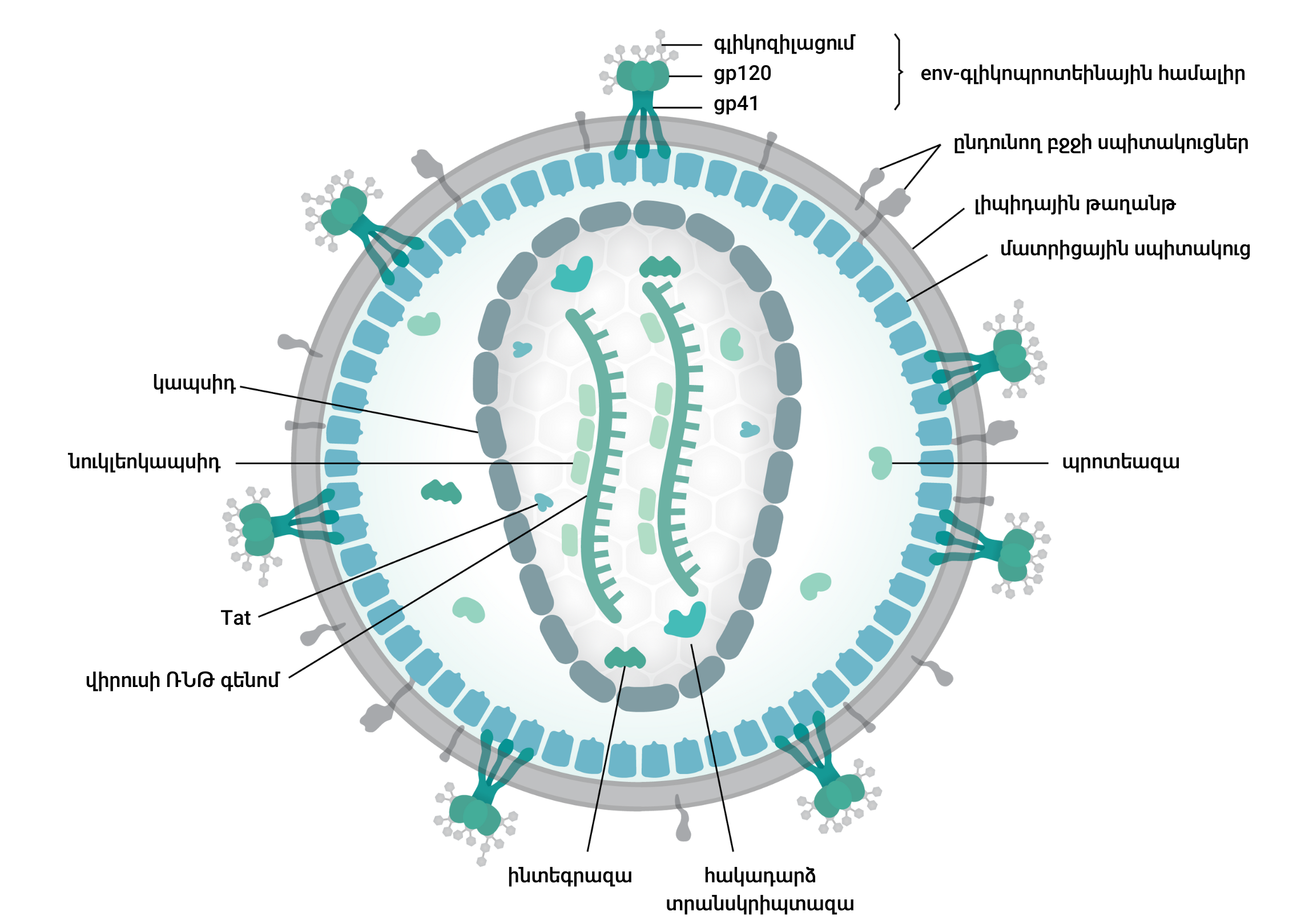 Вич название вируса. Вирион ретровирусов. Ретровирус строение вируса. Вирусы семейства Retroviridae. ВИЧ структура вириона.