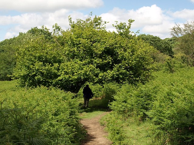 An image of a hazel tree stretching over a bridleway.