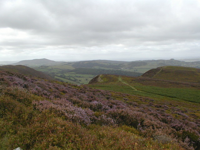 File:Heather on the hills - geograph.org.uk - 762809.jpg