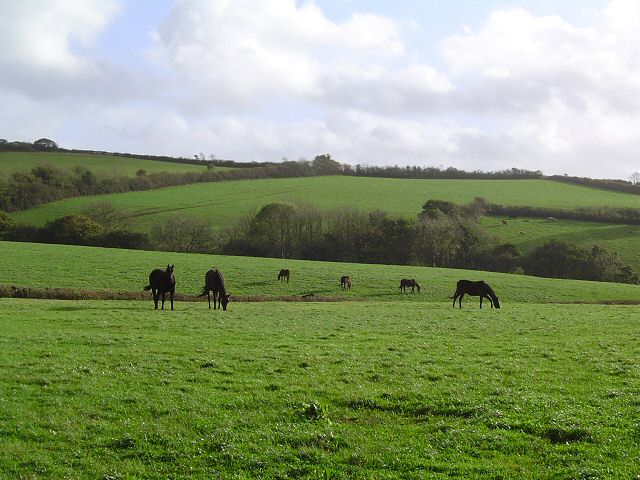 File:Horses near Littlehempston - South Devon - geograph.org.uk - 73989.jpg