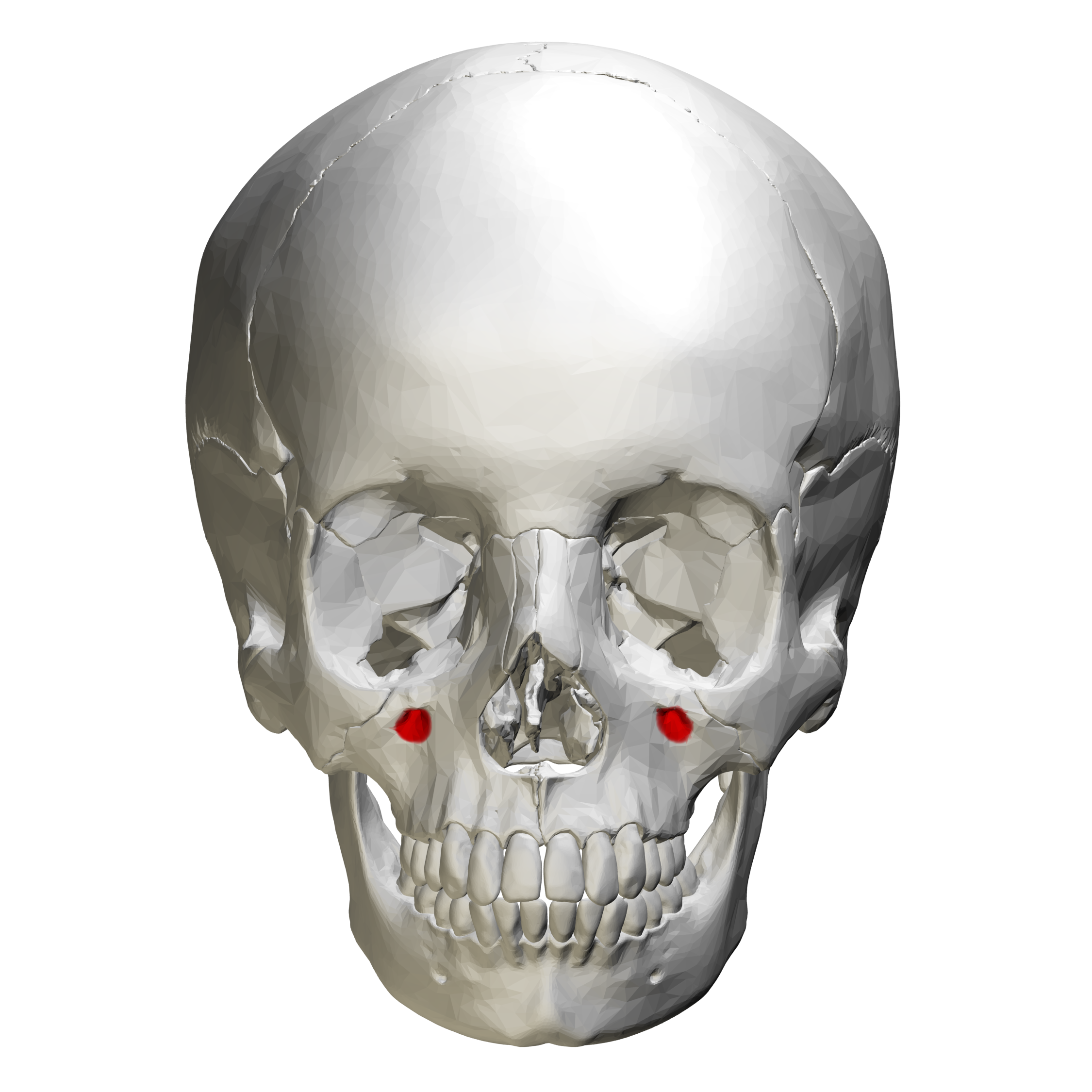 infraorbital foramen of maxilla