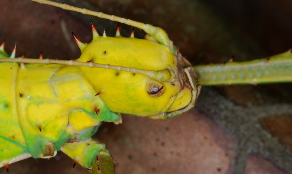 Jungle Nymph (Heteropteryx dilatata) (8754361573).jpg