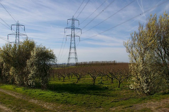 File:Kent Orchard - geograph.org.uk - 361785.jpg