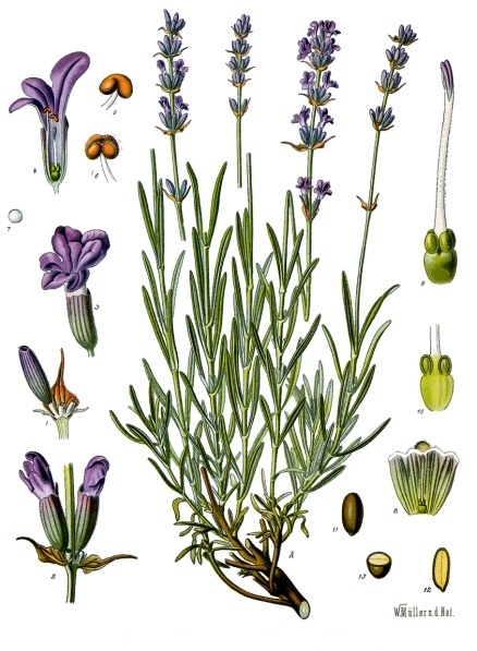 File:Lavandula angustifolia - Köhler–s Medizinal-Pflanzen-087.jpg