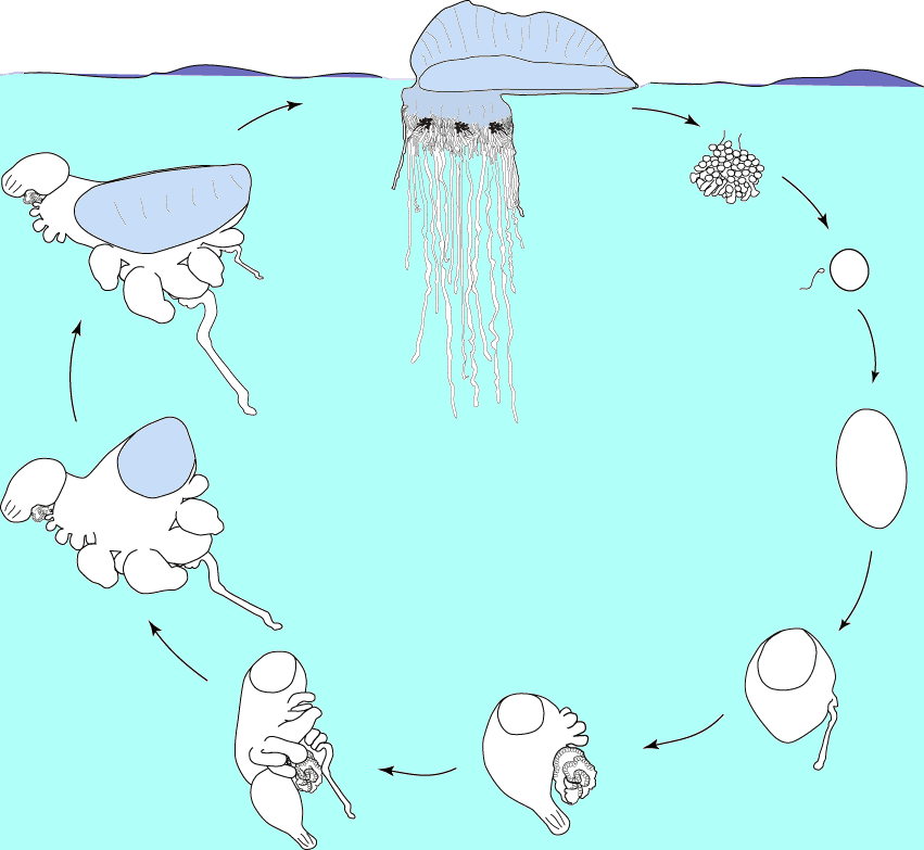 File Lifecycle Of The Portuguese Man Of War Png Wikimedia Commons   Lifecycle Of The Portuguese Man Of War 