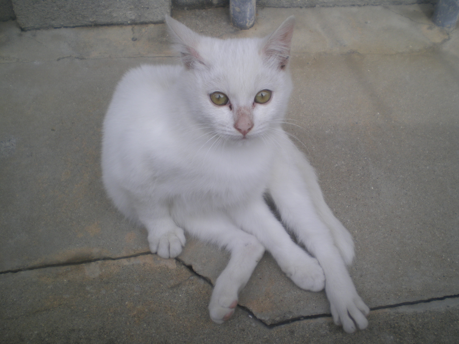 File:Loosely sitting stray white cat 