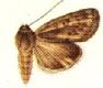 <i>Heliocheilus aberrans</i> Species of moth