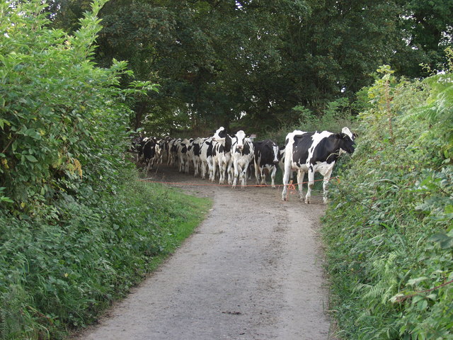 File:Milking time for the cows from New Barn - geograph.org.uk - 555772.jpg