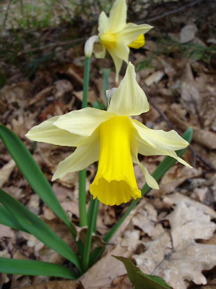 Narcissus pseudonarcissus — Wikipédia