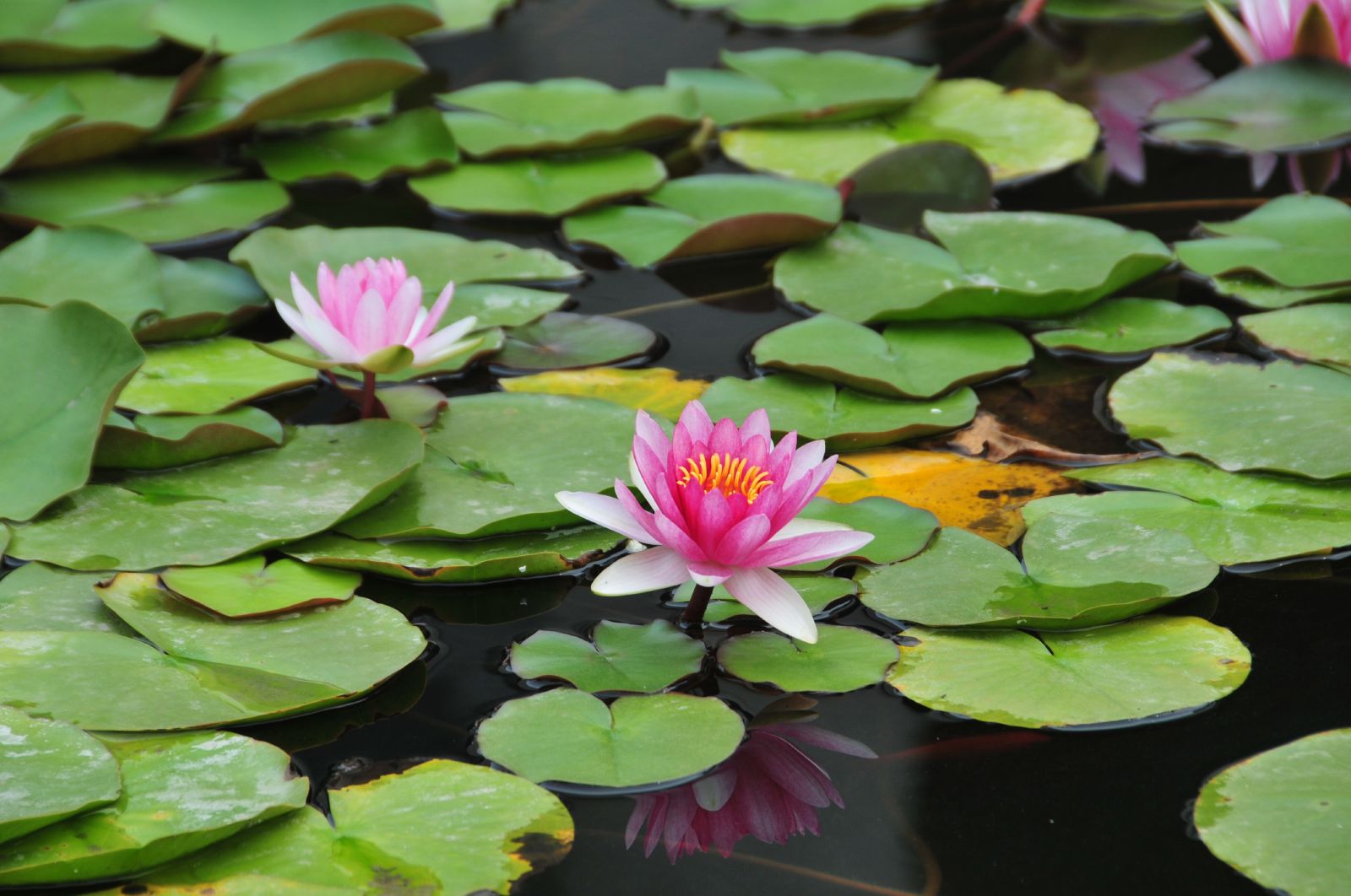 Nymphaea candissima