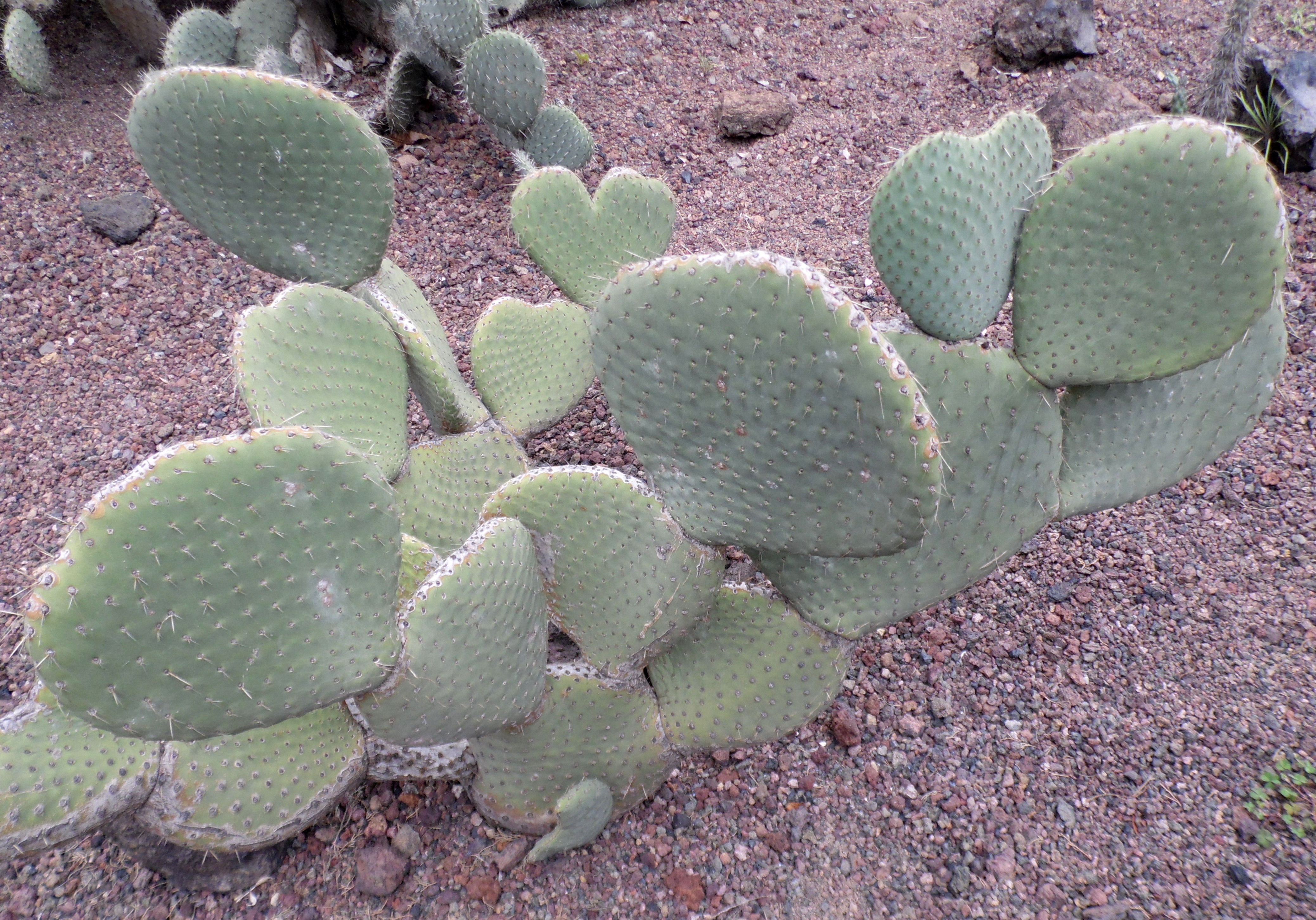 Quitando espinas del nopal. Desespinadora de nopal 