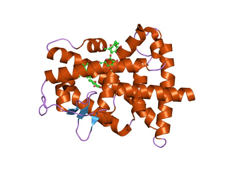 File:PDB 1fcx EBI.jpg