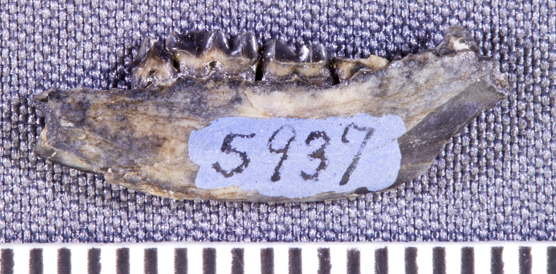 File:Palaeothentes lepidus mandible.jpg