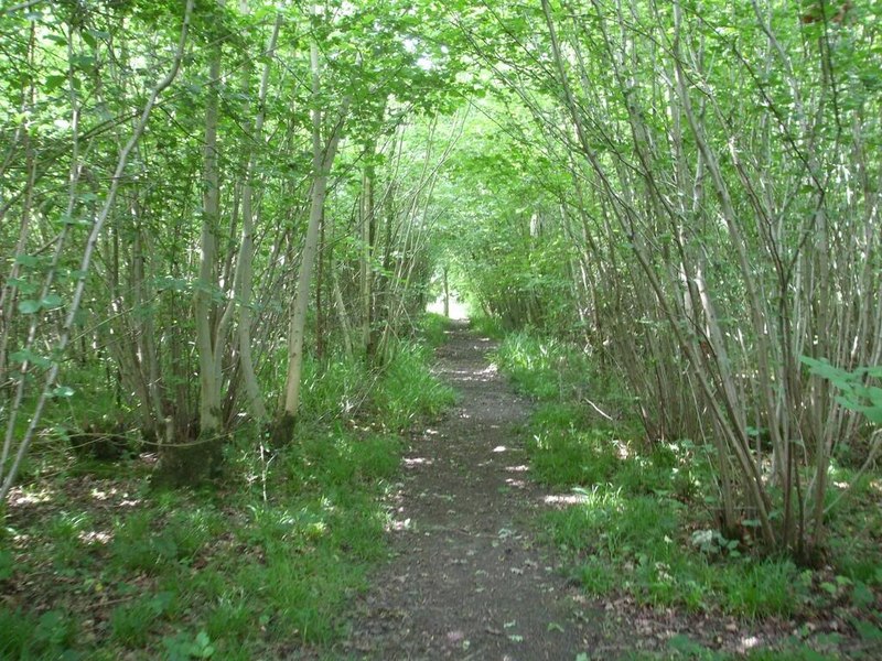 Path in Foxley Wood - geograph.org.uk - 1692016