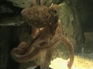 Paul the Octopus during 2010 FIFA World Cup