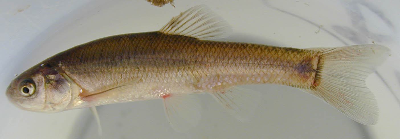 File:Pimephales promelas SERC 03-01-01 (12752790733).jpg