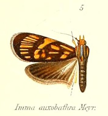 File:Pl.1-05-Imma auxobathra Meyrick, 1906.jpg