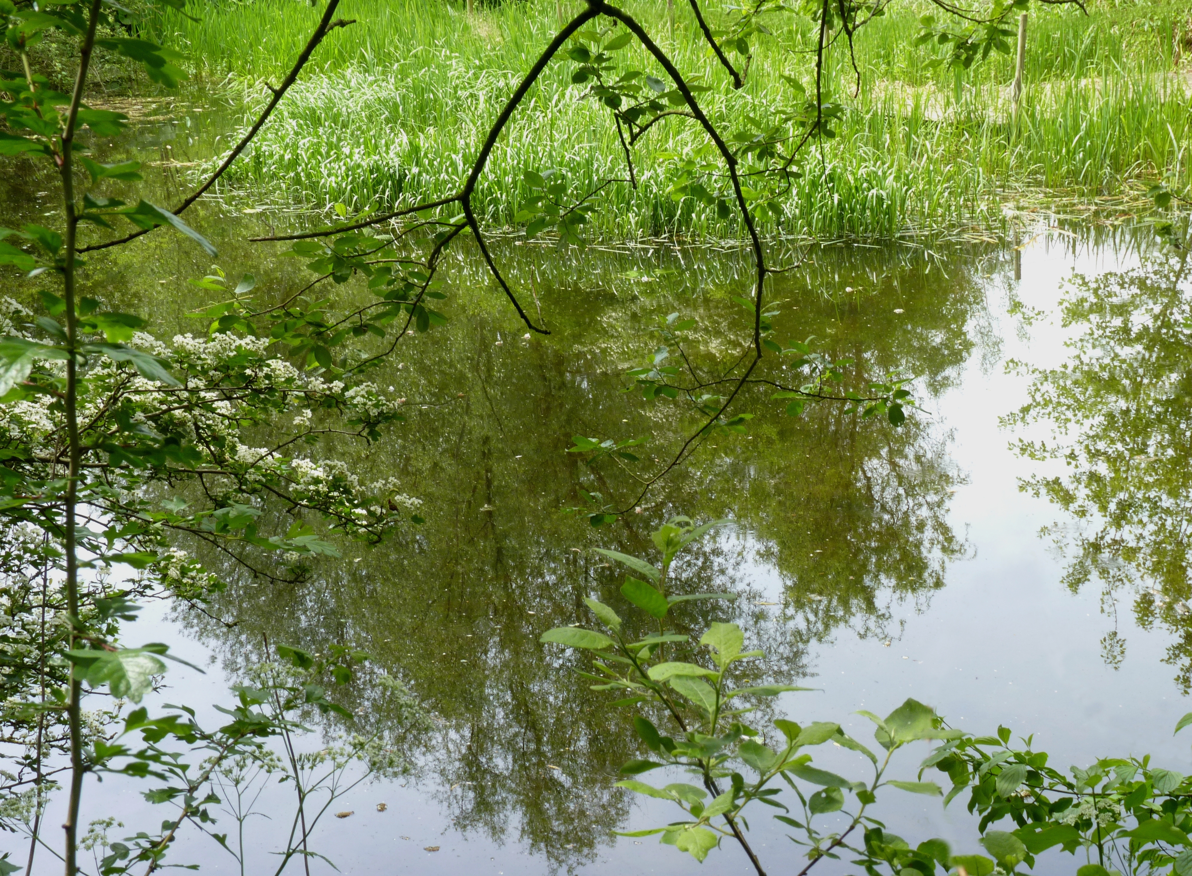 Pond Mouscron J1.jpg