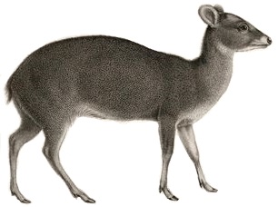 File:Pudu puda Werner (white background).JPG