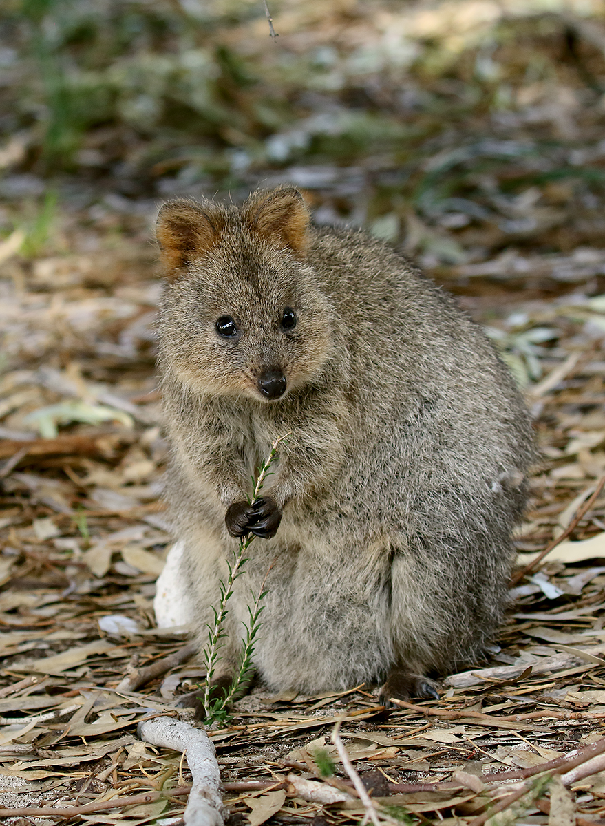 Квокка (Setonix brachyurus)