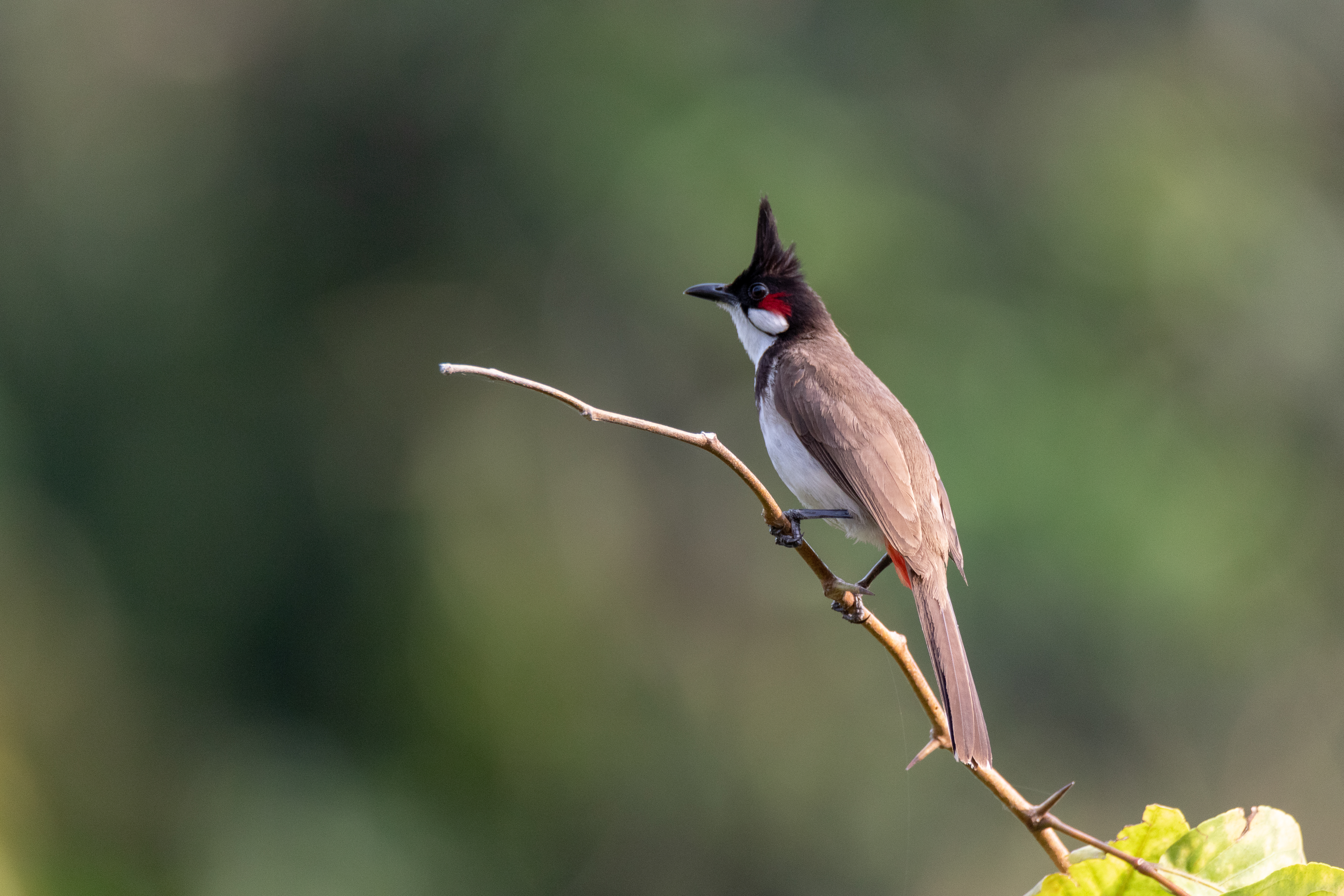 Red-whiskered bulbul - Wikipedia