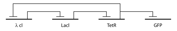 The repressilator genetic regulatory network, in which each protein translated by a gene represses the next in the cycle. Repressilator GRN.png