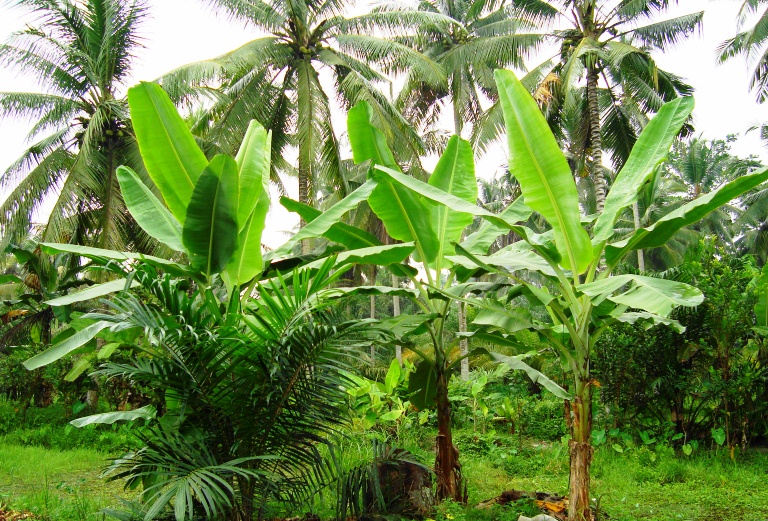 File Rumpun pohon  pisang  1 JPG Wikimedia Commons