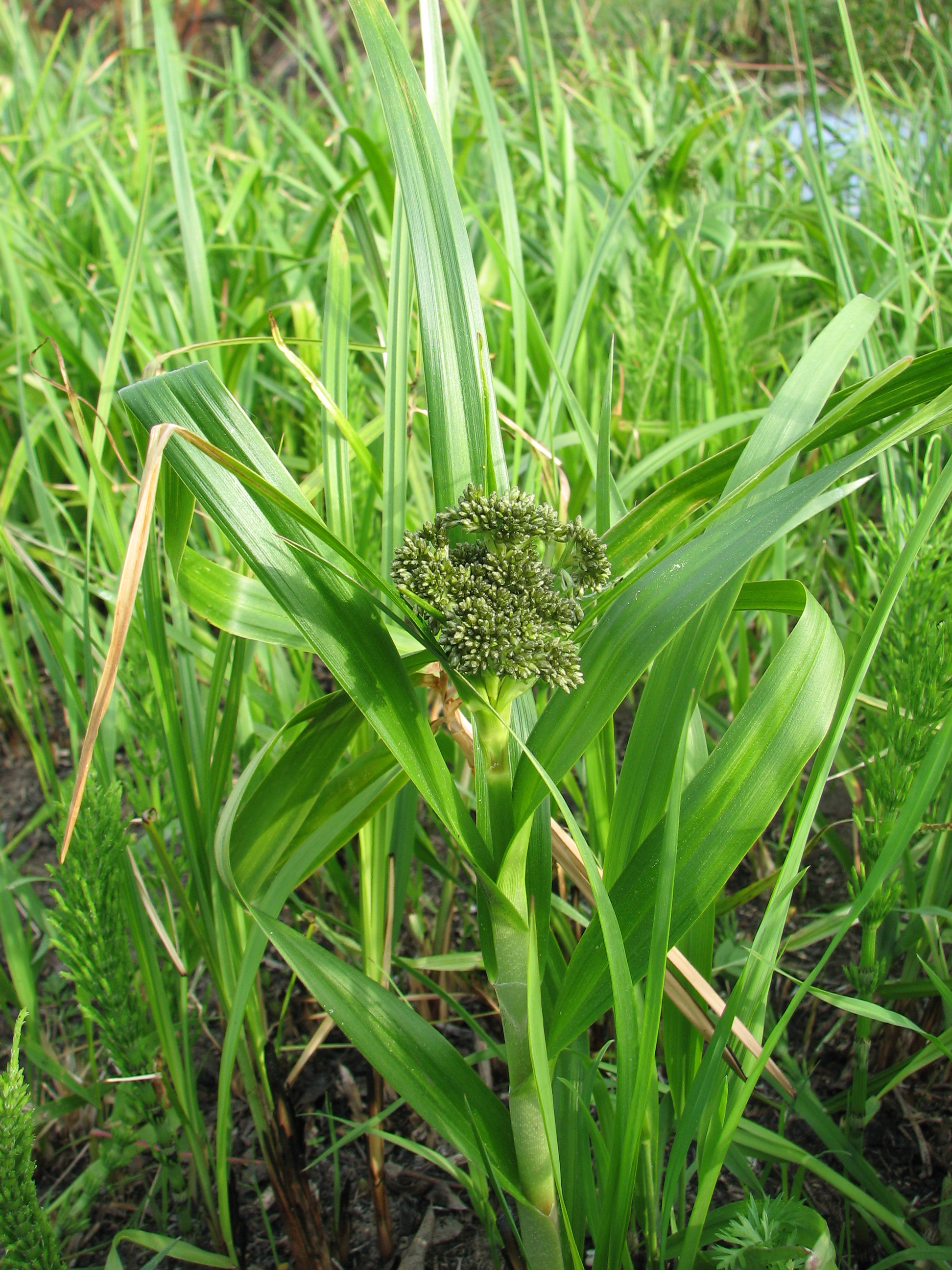 Камыш лесной. Камыш Лесной укореняющийся. Scirpus. Камыш Лесной, трава.