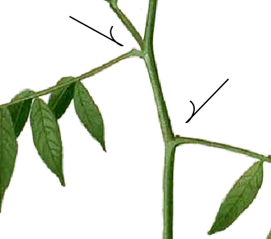 File:Senna occidentalis Blanco1.73b-gland.png