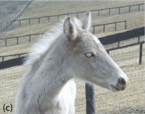 Silver dapple foal exhibiting typical wheat-colored coat and pale eyelashes SilverRockyMountainFohlen.jpg