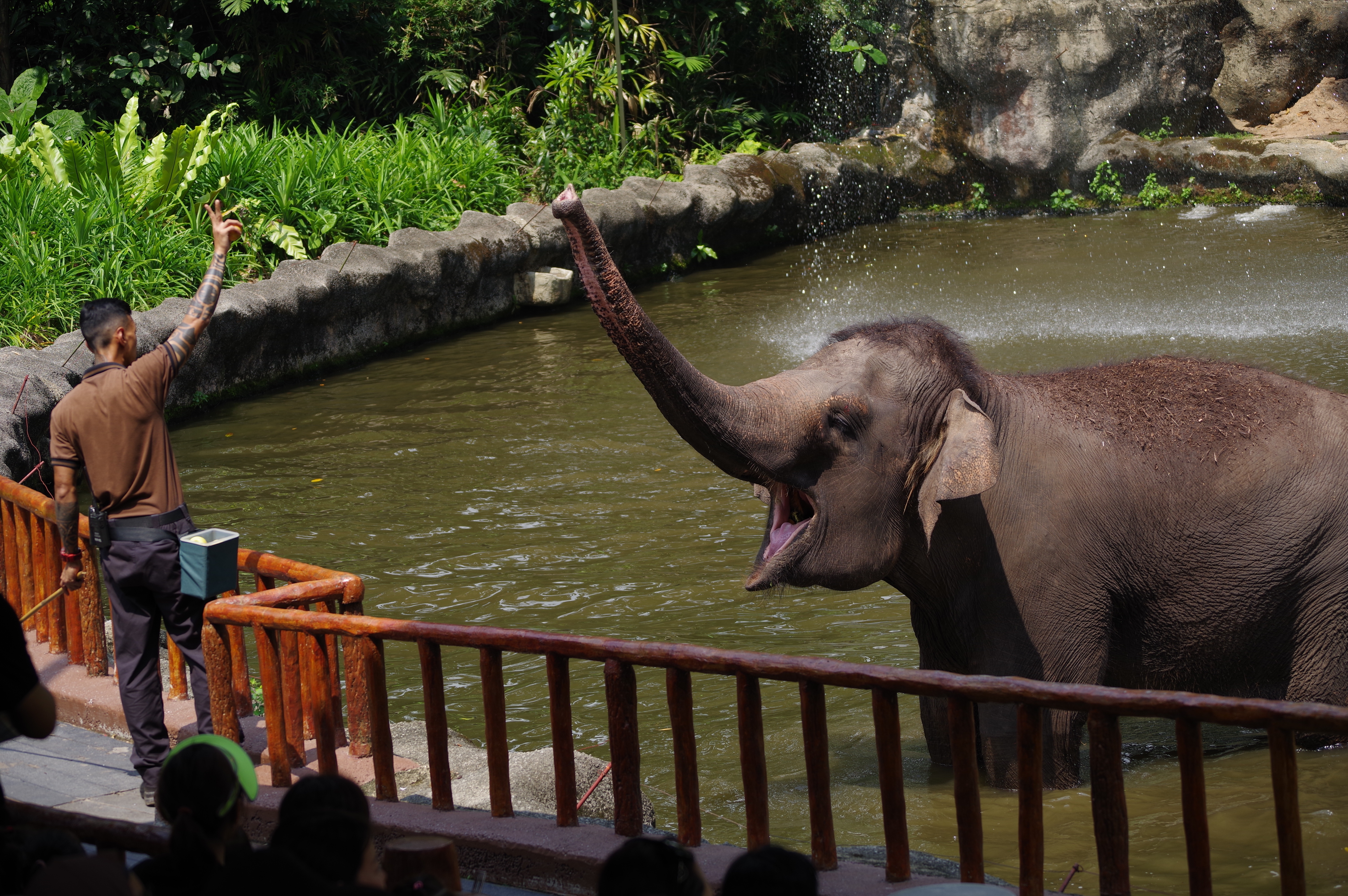 Many zoos keep. Сингапур зоопарк. Сингапурский зоопарк. Singapore Zoo. Зоопарк Сингапура в каком районе.