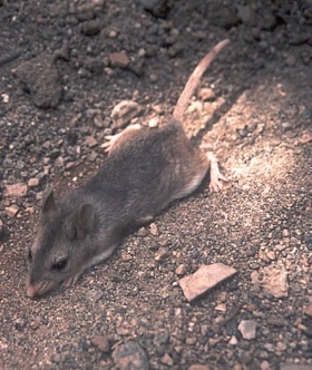 <span class="mw-page-title-main">Southern grasshopper mouse</span> Species of rodent