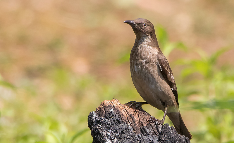 File:Spot Winged Starling Female (cropped).jpg