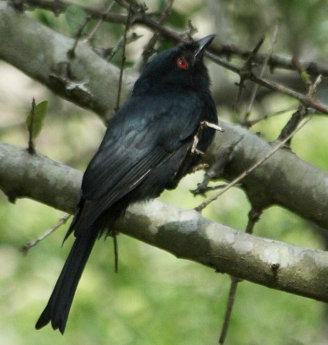 File:Square-tailed Drongo (Dicrurus ludwigii) (cropped).jpg