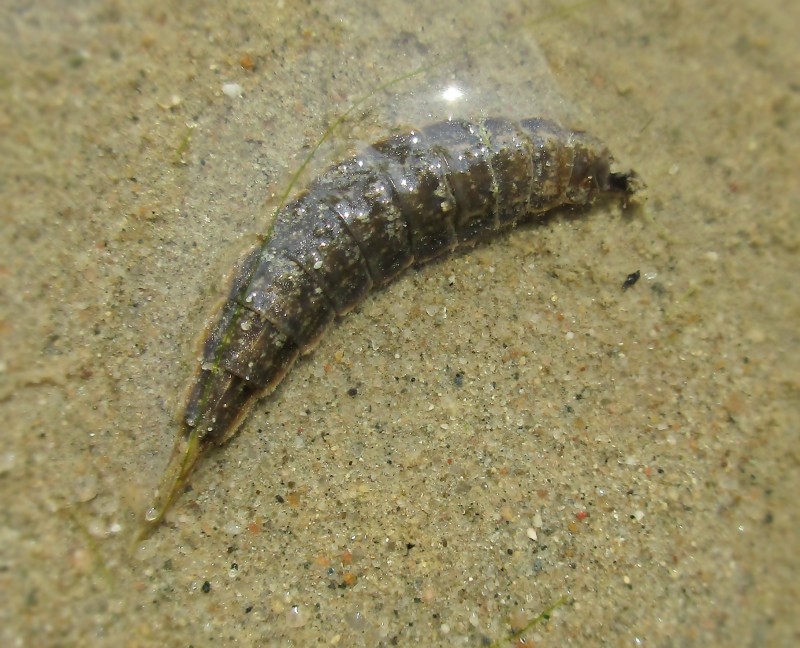 stratiomyidae larvae