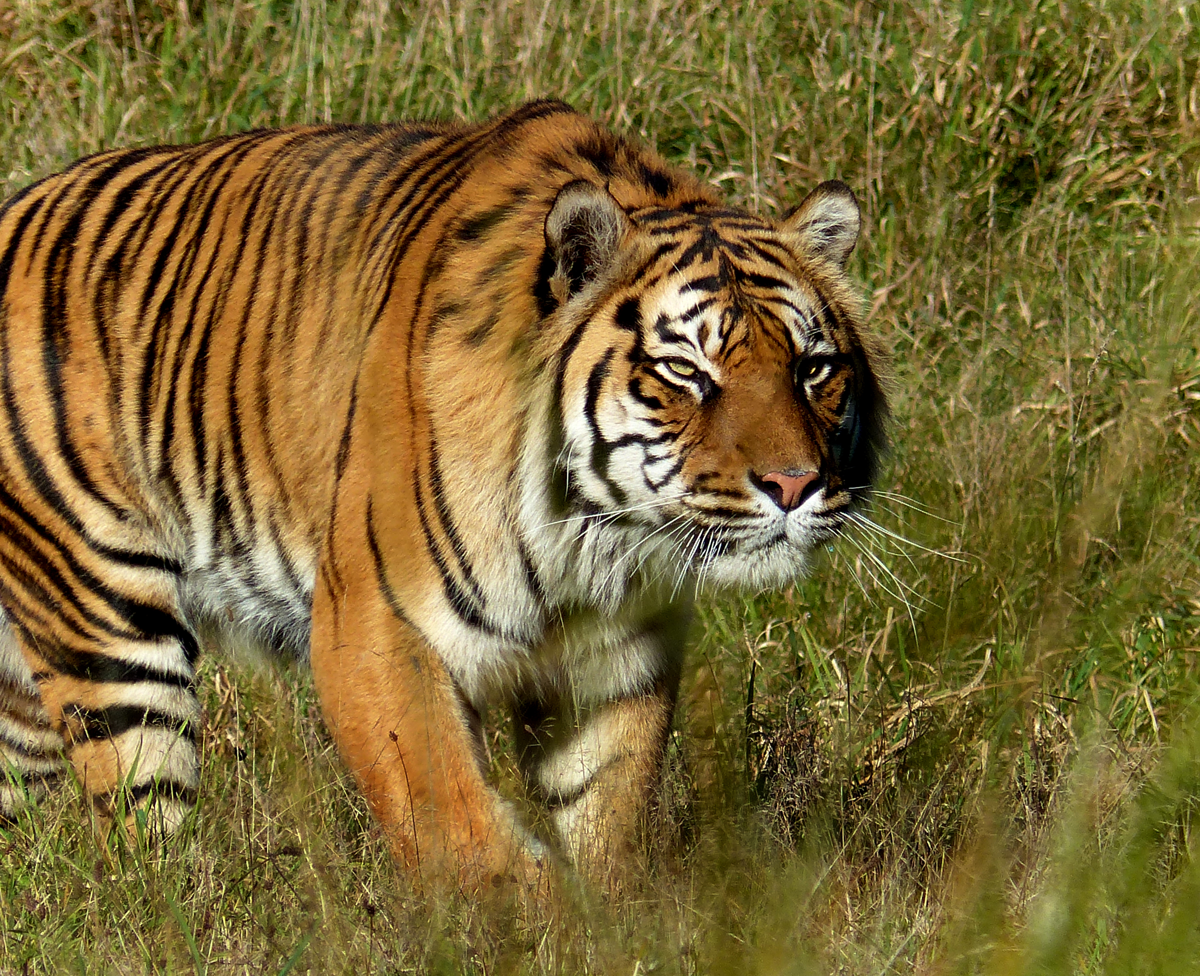 Отряд позвоночные животные. Суматранский тигр. Млекопитающие тигр. Позвоночные животные. Позвоночные животные млекопитающие.