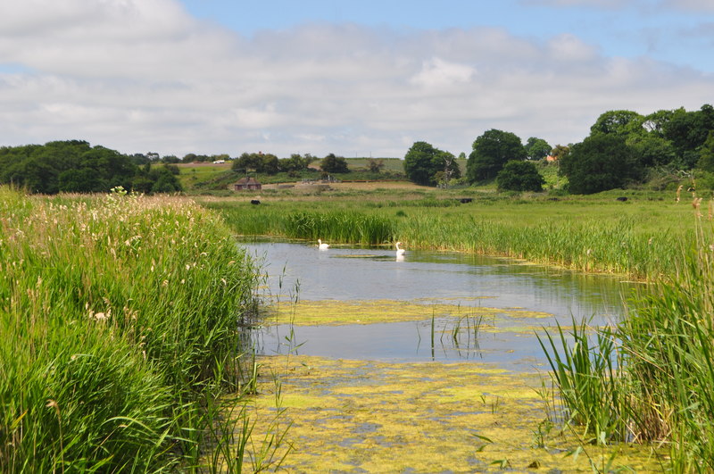 File:Swans at Somerleyton - geograph.org.uk - 1919040.jpg