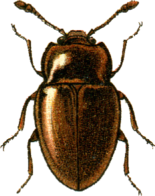 <i>Symbiotes</i> (beetle) Genus of beetles