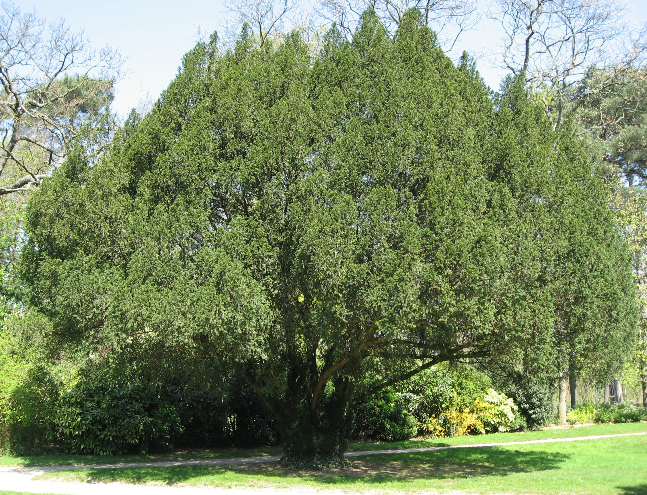 тисовое дерево