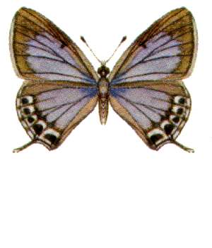 File:Theclinesthes miskini (ento-csiro-au).jpg