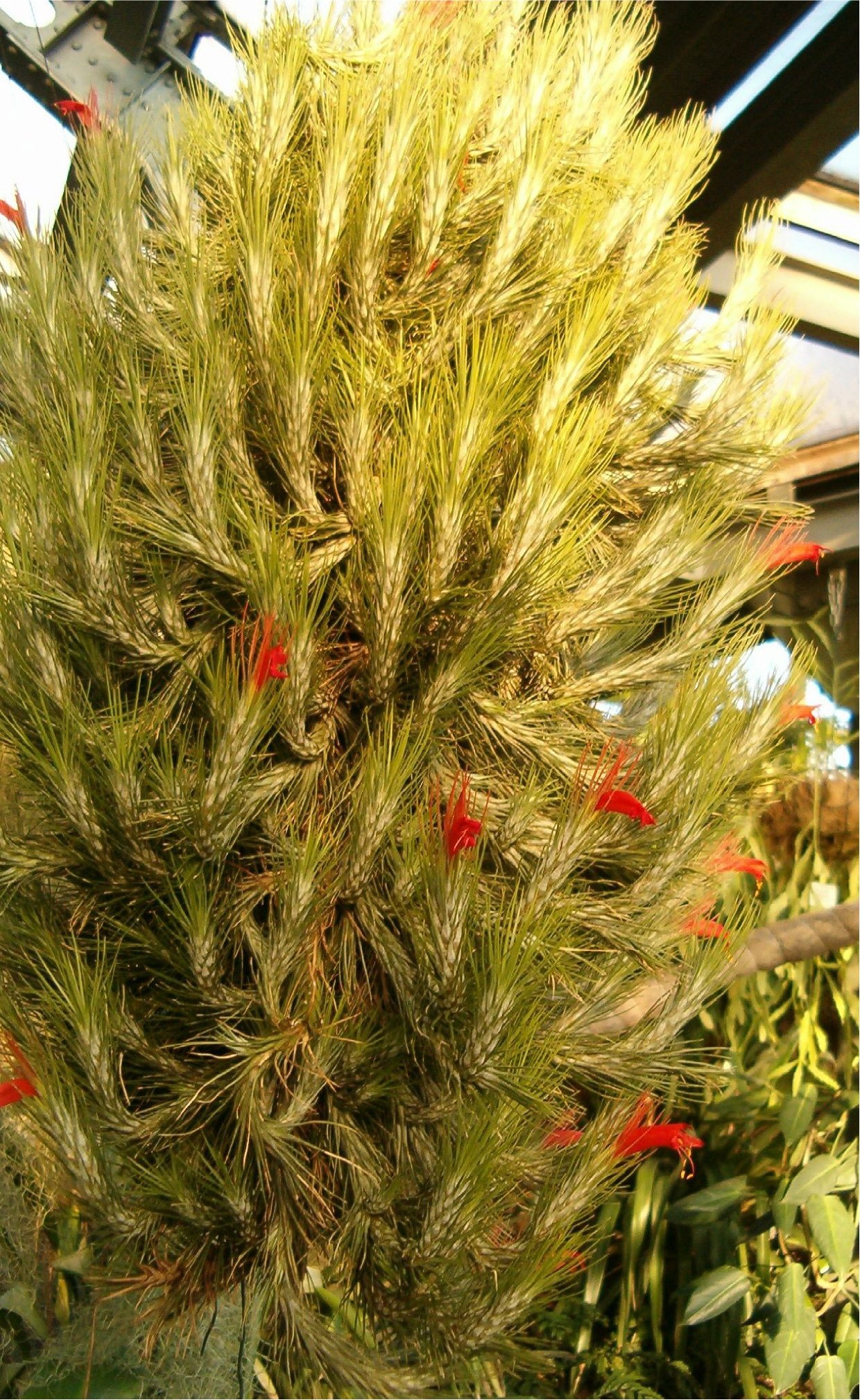 Tillandsia funckiana type 2