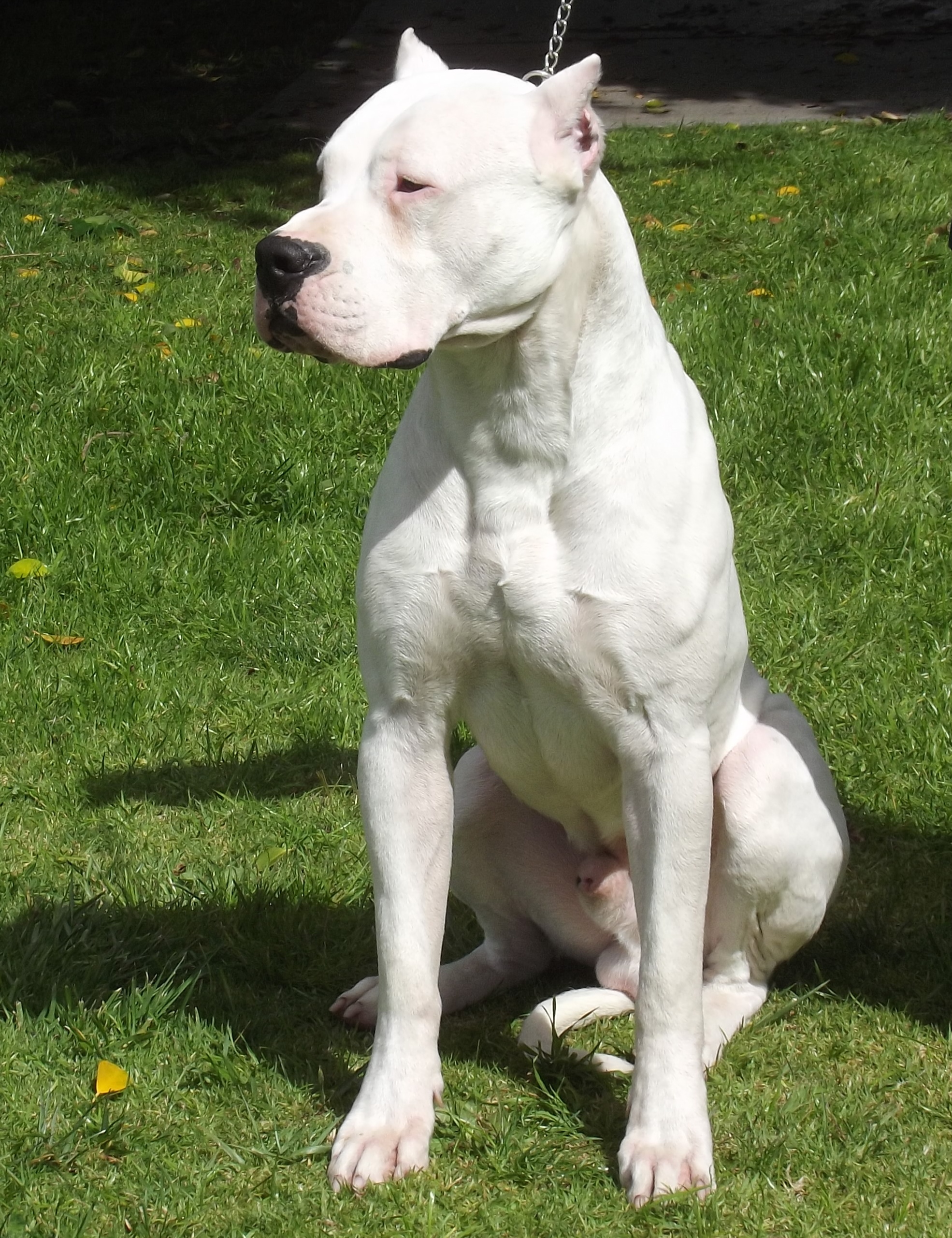 great dane pitbull mix white