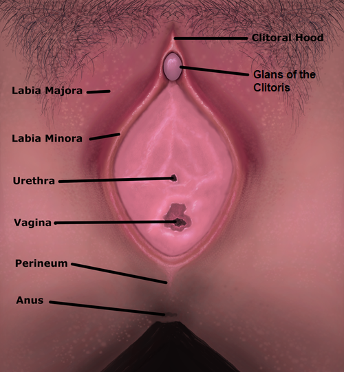 File:Vulva 1.png