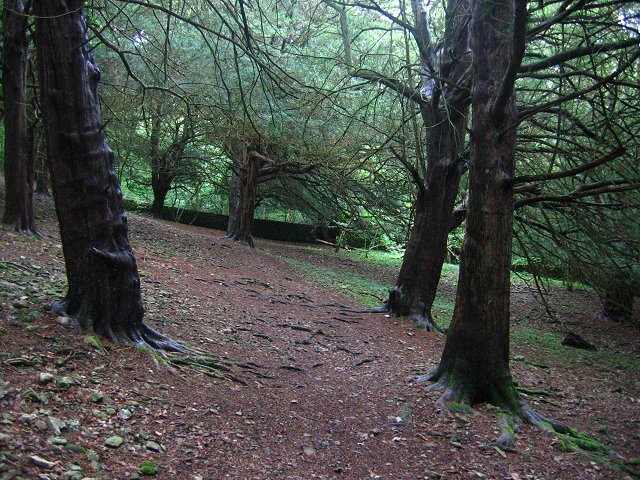 File:Yew woods, Arnside Knott. - geograph.org.uk - 52918.jpg