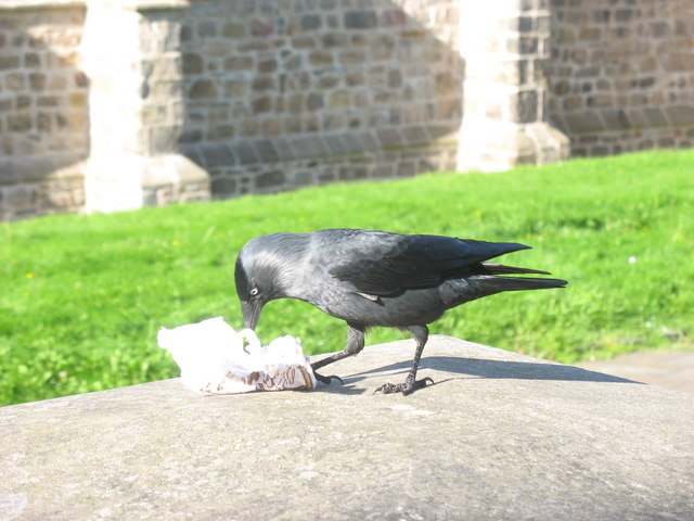 File:A Bite at the Cathedral - geograph.org.uk - 245894.jpg