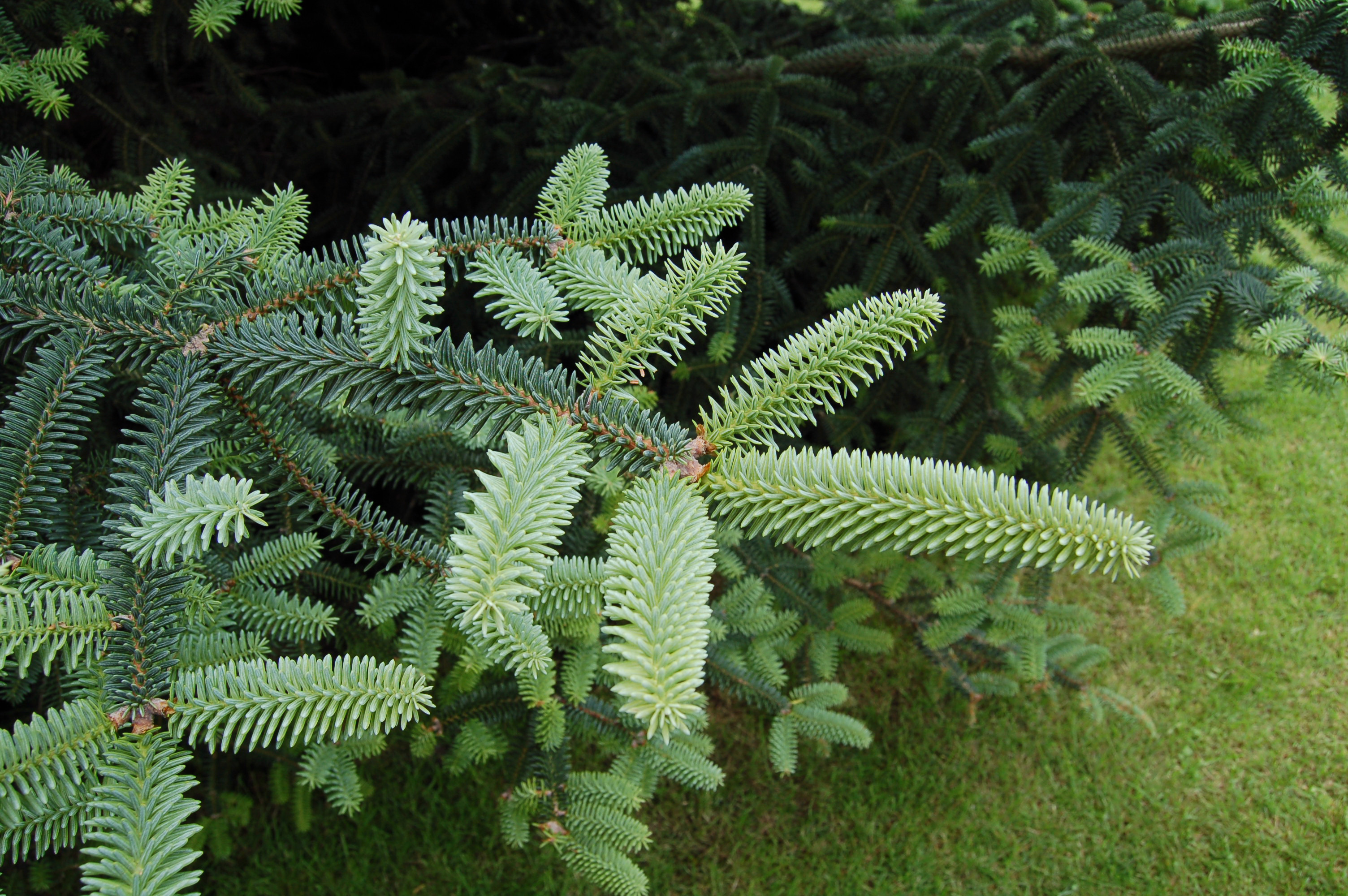 Abies pinsapo 'pendula'