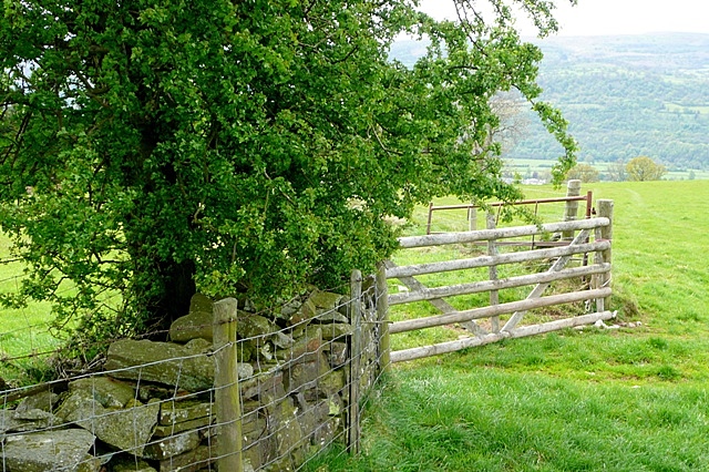 File:Above Dan-y-cefn - geograph.org.uk - 1299437.jpg