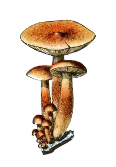 Resultado de imagem para champignon adolphe millot