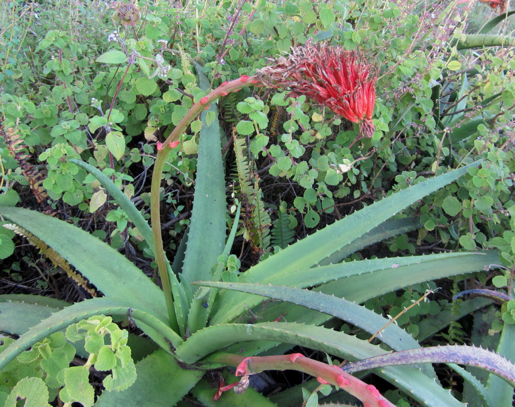 File:Aloe sp. Ribaue 2 (5960832739).jpg - Wikimedia Commons