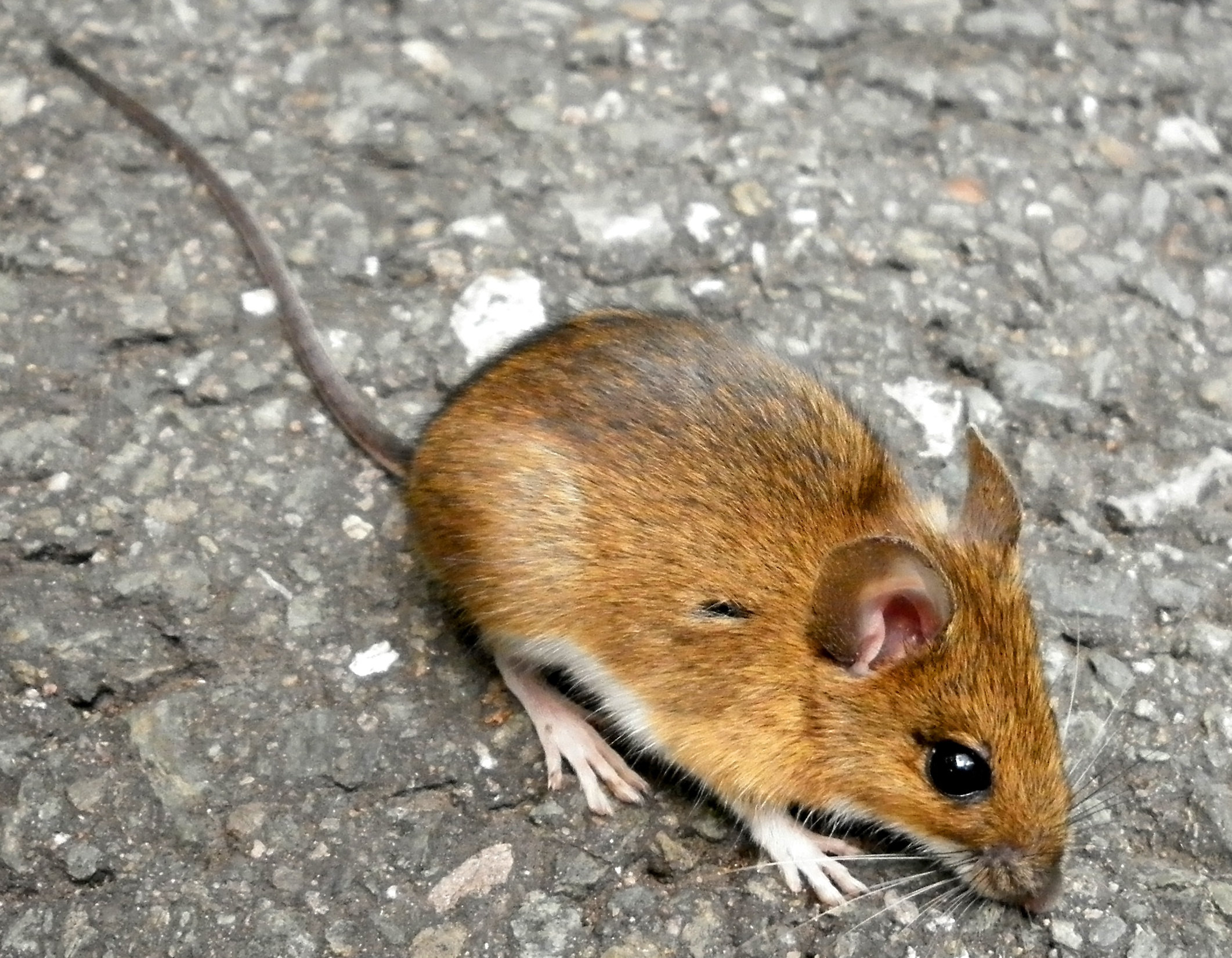 Виды грызунов. Желтогорлая Лесная мышь. Желтогорлая мышь Apodemus flavicollis. Желтогорлая полевка. Лесная мышь (Apodemus sylvaticus).